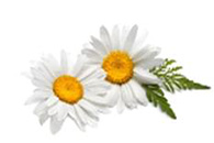 Chamomile