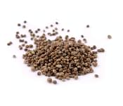 Hemp Seed