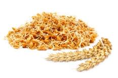 Wheat Germ