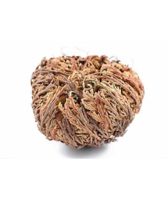 Jericho Flower - Rose of Jericho, Resurrection Flower - Bulk Wholesale 