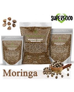 Moringa Seeds "Wingless" Bulk Wholesale 