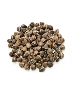 1000 Moringa Oleifera Seeds