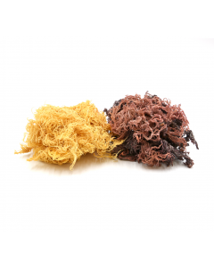 Irish Sea Moss WildCrafted St Lucia Bulk Wholesale