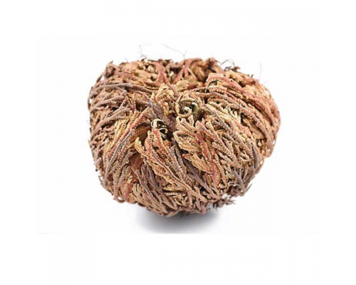 Small Jericho Flower - Rose of Jericho, Resurrection Flower Herbs & Spices  My Magic Place Shop