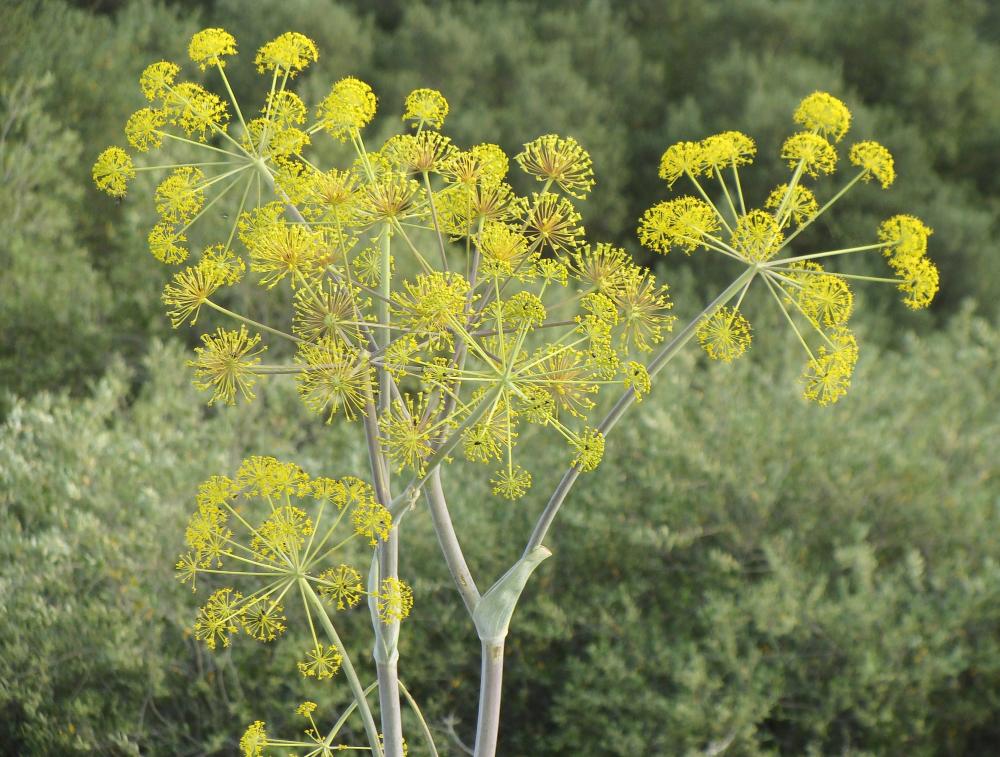 galbanum essential oil benefits