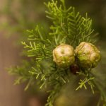 Can Cypress Oil Help With Hemorrhoids?