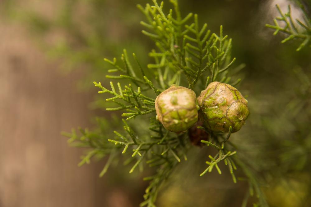 Can Cypress Oil Help With Hemorrhoids?