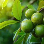 Can Tamanu Oil Help Fade Scars?