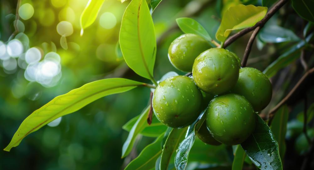 tamanu oil for scars