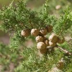 Cypress Oil For Skin: Uses And Benefits Explained