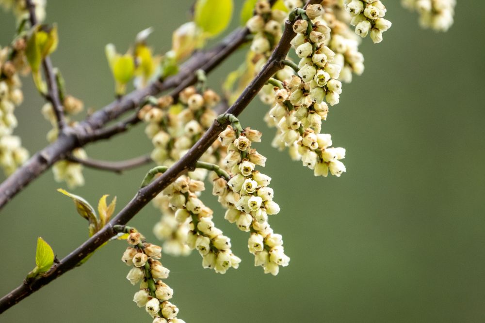 litsea cubeba