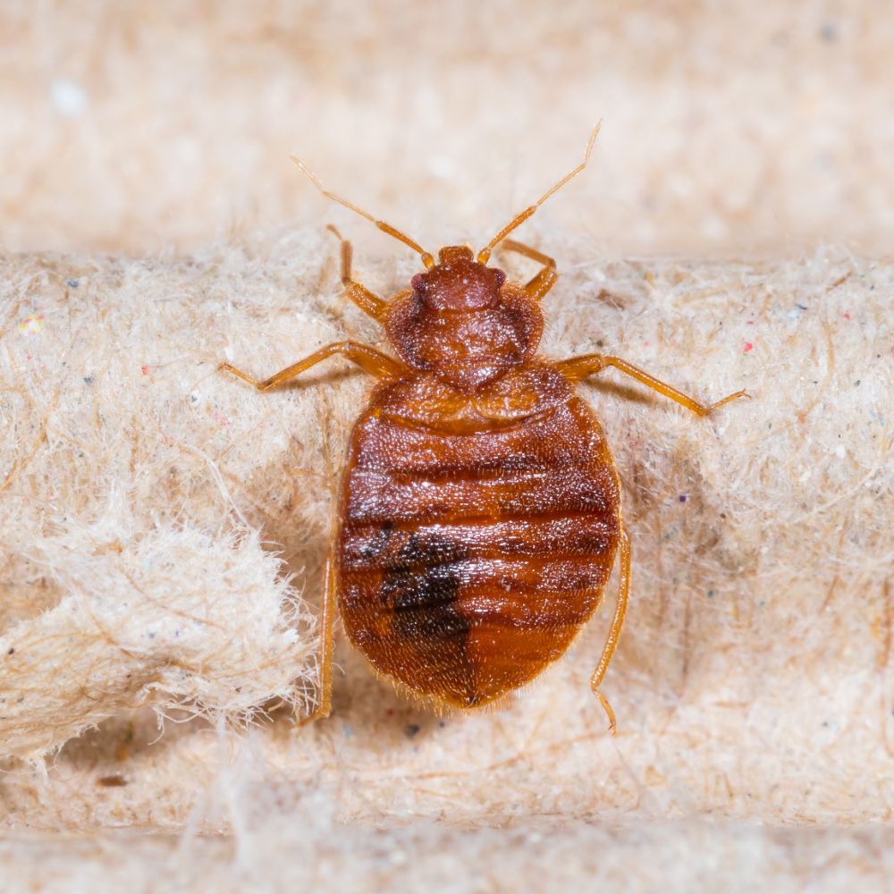 Repel bed bugs online