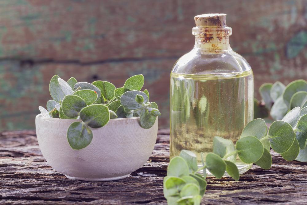 Eucalyptus Oil For Sleep: Does It Really Work?