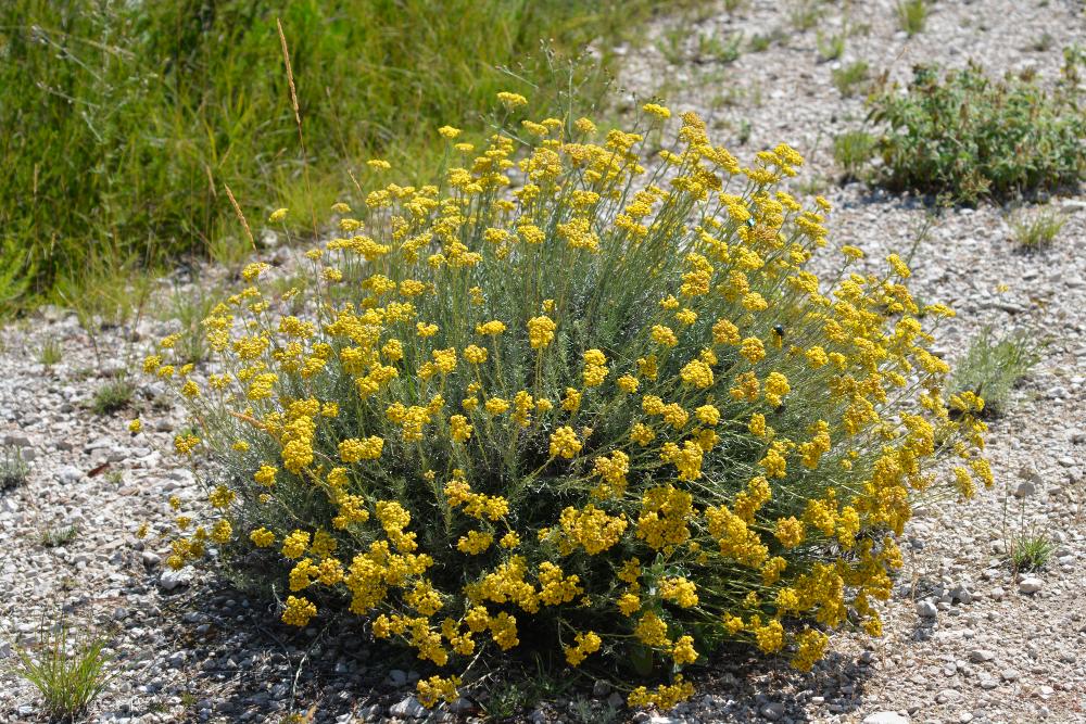 Helichrysum Italicum