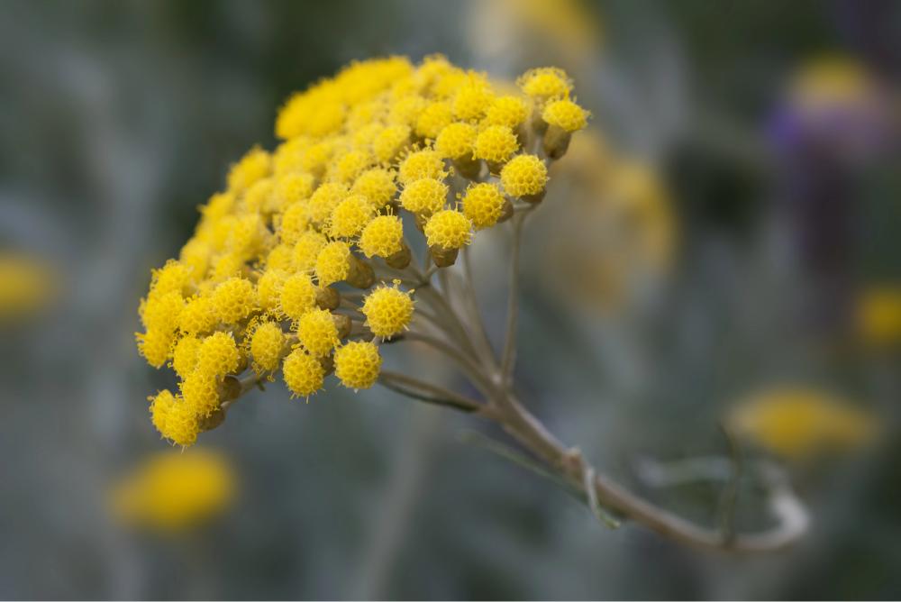 Helichrysum Gymnocephalum Vs. Italicum: Which One Should You Use?