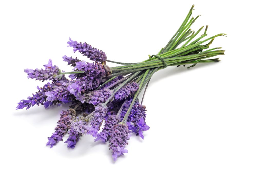 Lavender Essential Oils