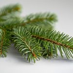 Ingredient Spotlight: Balsam Fir