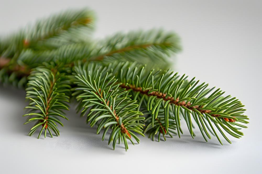 Ingredient Spotlight: Balsam Fir