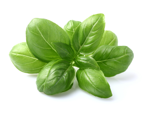 basil