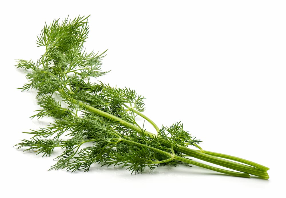 Fennel Sweet