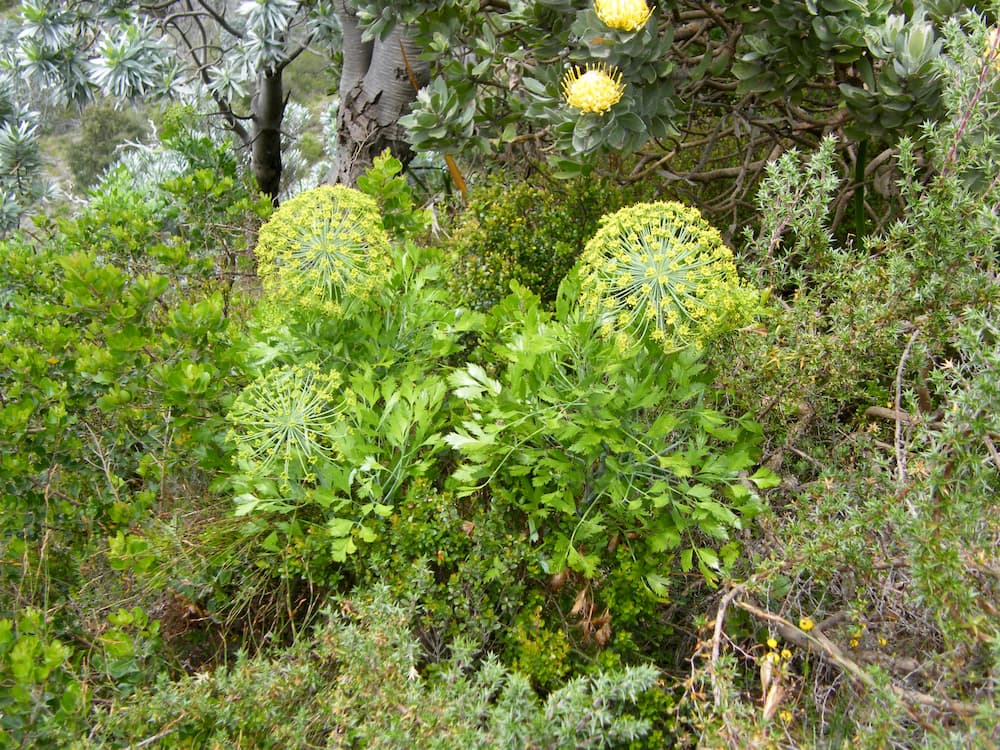 Galbanum essential oils