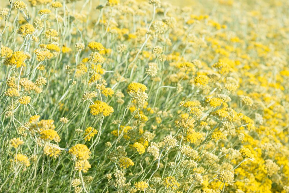 helichrysum italicum ingredient spotlight plant