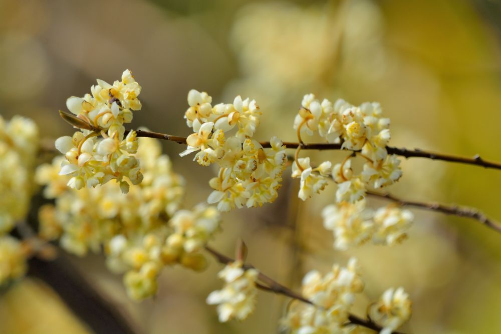 Litsea Cubeba