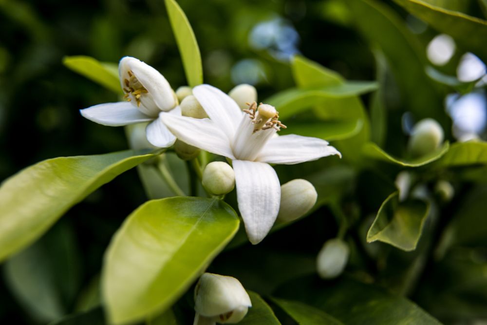 Neroli