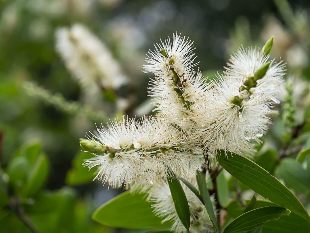 Niaouli essential oils