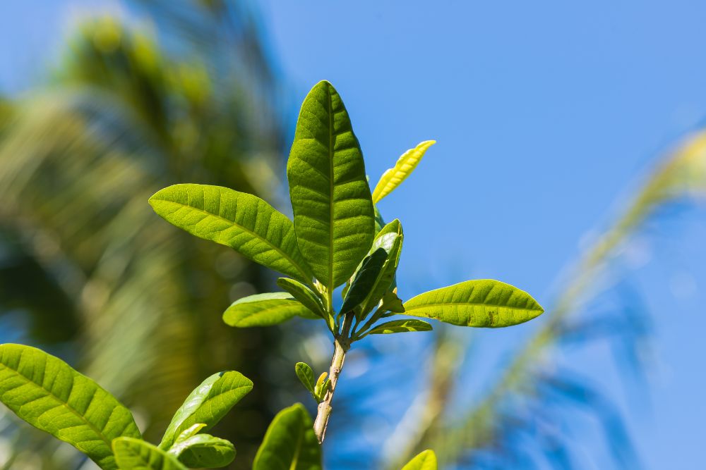 Ravensara Essential Oil