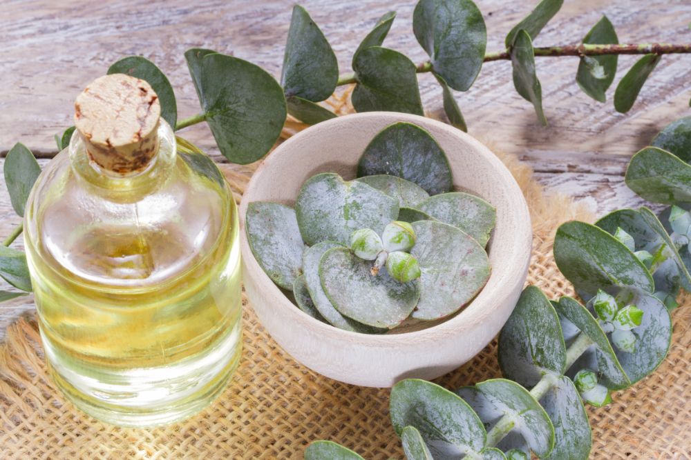 Eucalyptus Oil