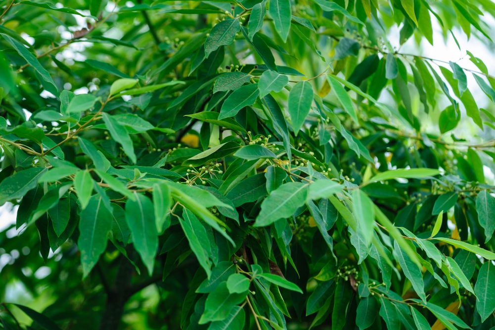 Litsea Cubeba Oil