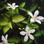Neroli Vs. Orange Blossom In Aromatherapy