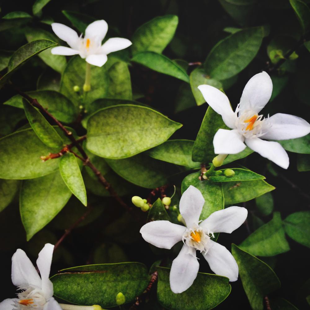 Neroli Vs. Orange Blossom In Aromatherapy