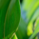 <strong><u>Palmarosa Essential Oil: What Does It Smell Like?</u></strong>