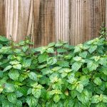 Patchouli Oil On Skin: Is It A Good Choice?