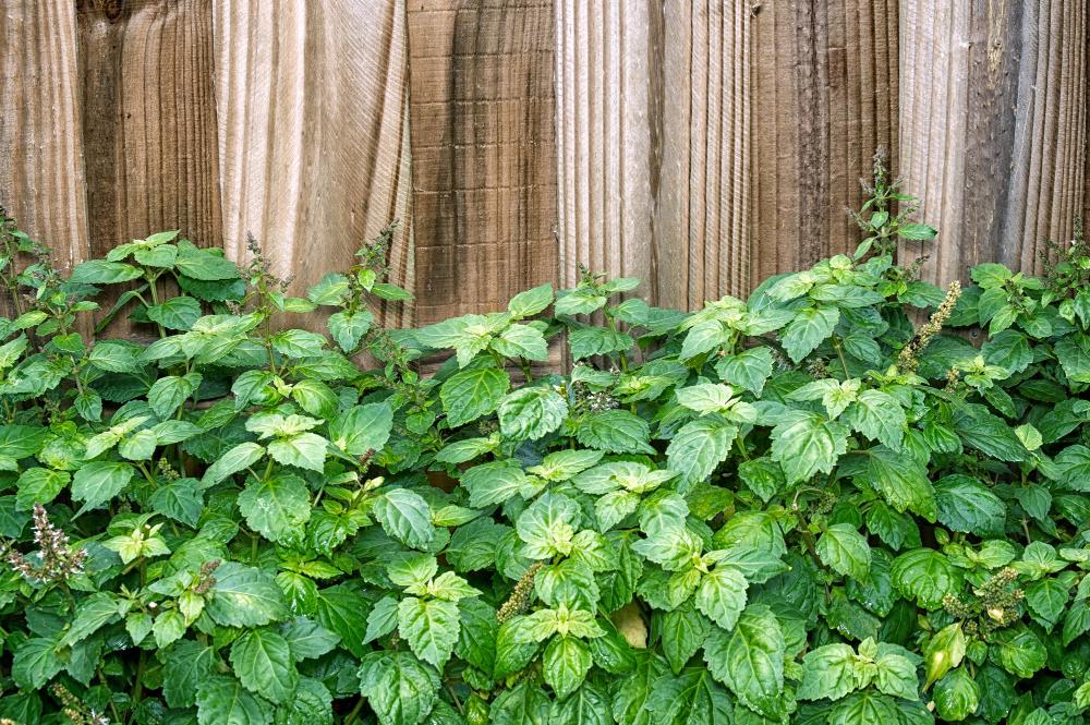Patchouli Oil On Skin: Is It A Good Choice?