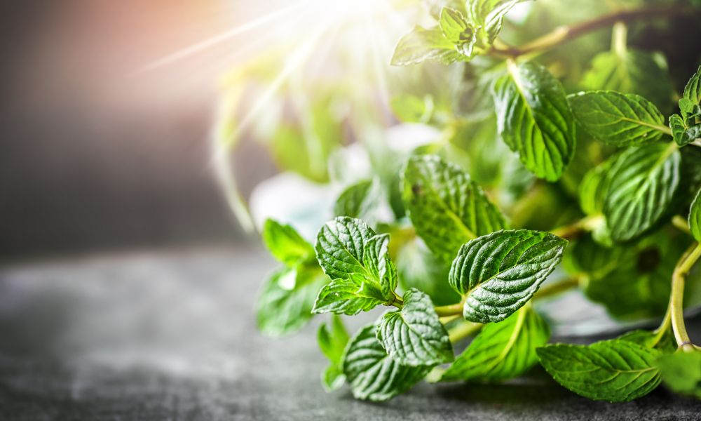 Top Tips To Use Spearmint Essential Oils