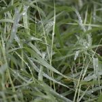 Top 5 Benefits Of Palmarosa Oil For Your Skin