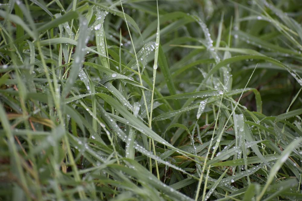 Top 5 Benefits Of Palmarosa Oil For Your Skin