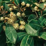 What Does Litsea Cubeba Smell Like?