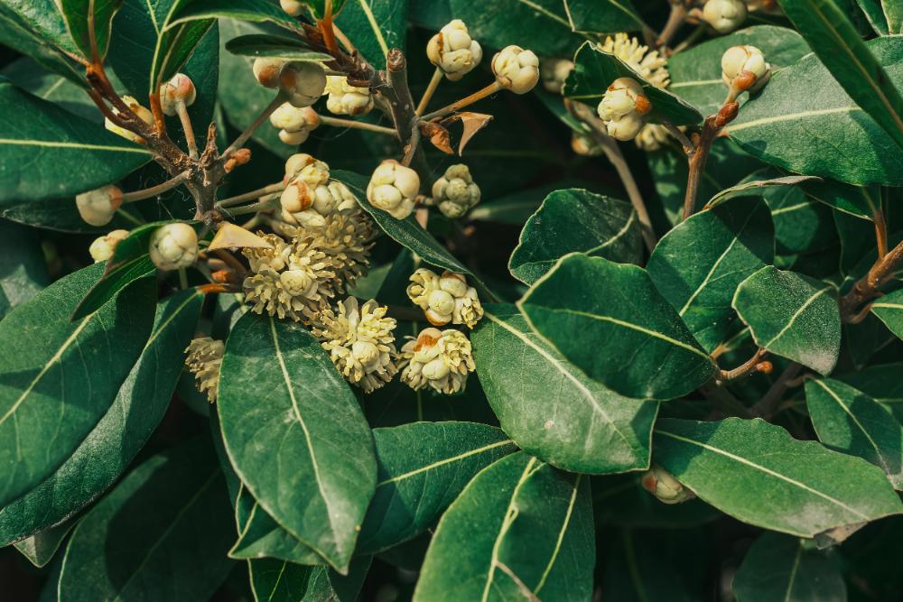 What Does Litsea Cubeba Smell Like?