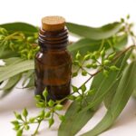 What Essential Oils Blend Can You Achieve With Eucalyptus?