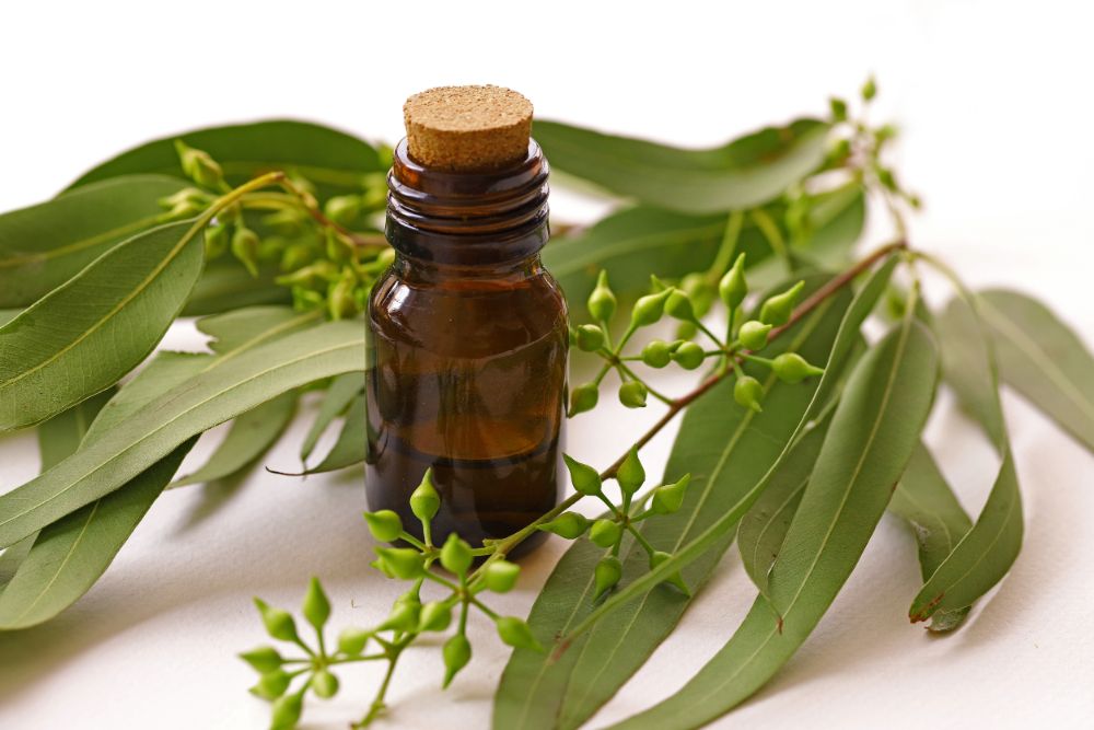 Eucalyptus Essential Oils