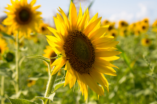 sunflower carrier oil