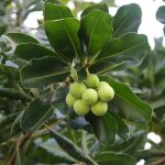 5 Amazing Tamanu Benefits For Hair  