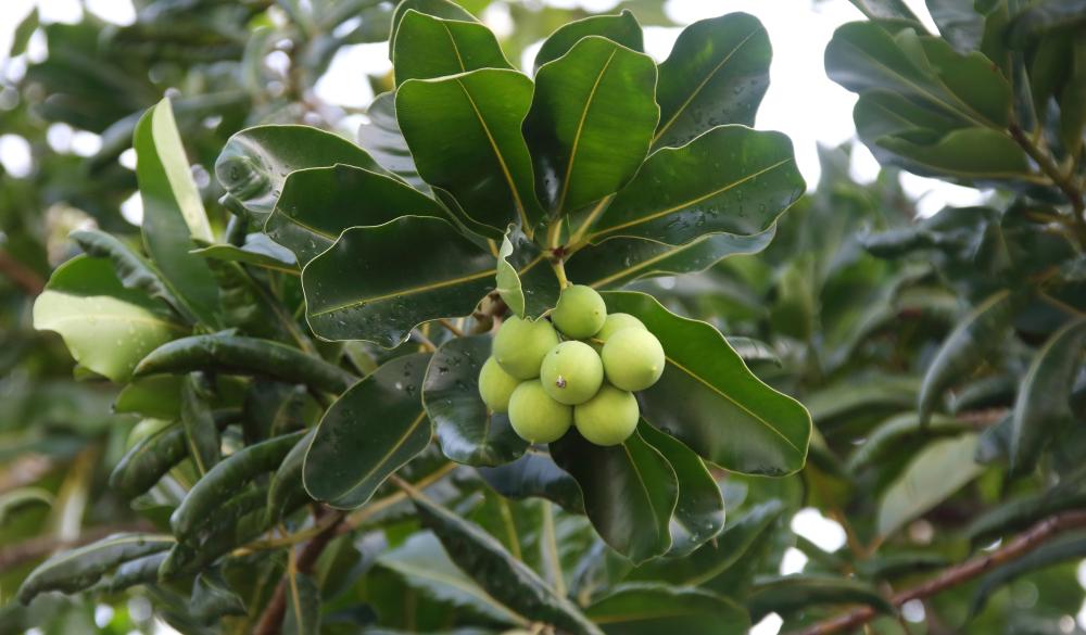 tamanu butter benefits for hair