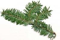 Balsam Fir