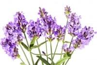 Bulgarian Lavender