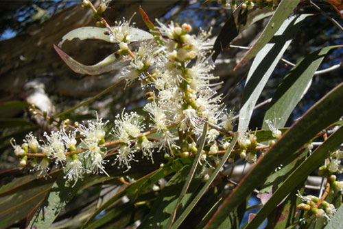 Cajeput Oil